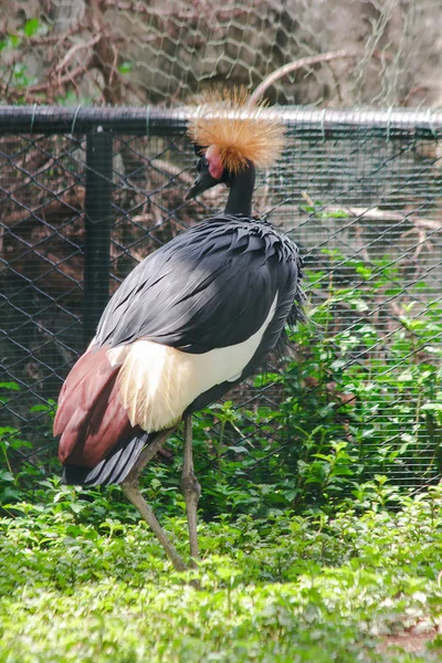 Black Crowned Crane is a bird in the crane family. Found in Savannah grasslands in Africa, south of the Sahara Desert.