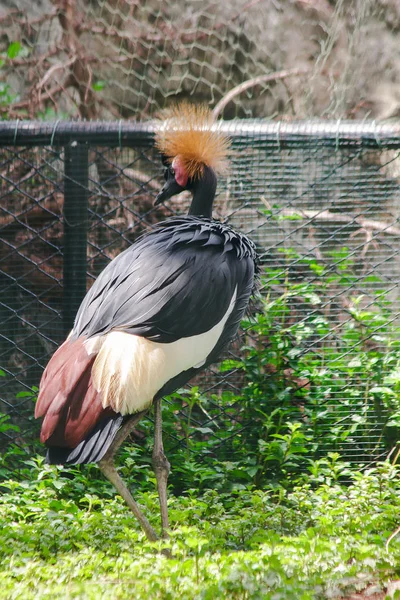 Black Crowned Crane is a bird in the crane family. Found in Savannah grasslands in Africa, south of the Sahara Desert.