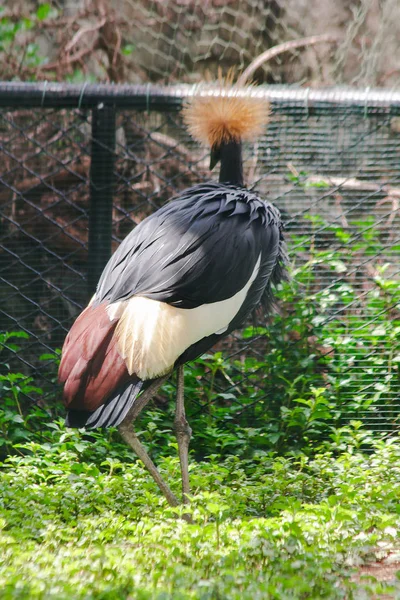 Black Crowned Crane is a bird in the crane family. Found in Savannah grasslands in Africa, south of the Sahara Desert.
