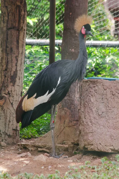 Black Crowned Crane is a bird in the crane family. Found in Savannah grasslands in Africa, south of the Sahara Desert.