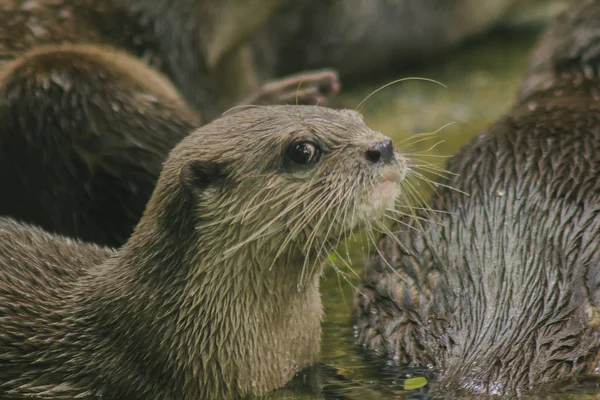 Små Clawed Otter Med Mörkt Brunt Hår Vitt Hals Område — Stockfoto