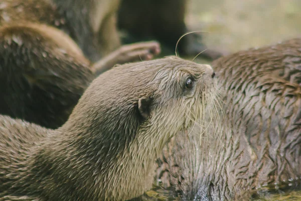 Small Clawed Otter Met Donker Bruin Haar Wit Nek Gebied — Stockfoto