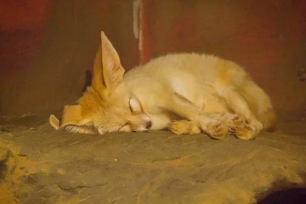 Fennec Róka Sleepin — Stock Fotó