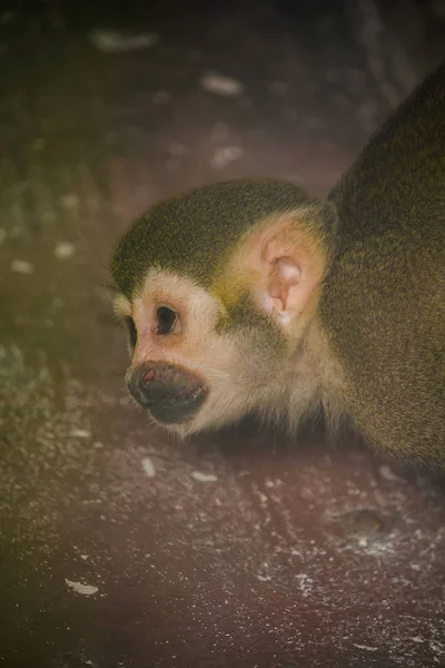 Sincap Maymun Küçük Bir Maymun Güney Amerika Bulunan Bazı Meyve — Stok fotoğraf