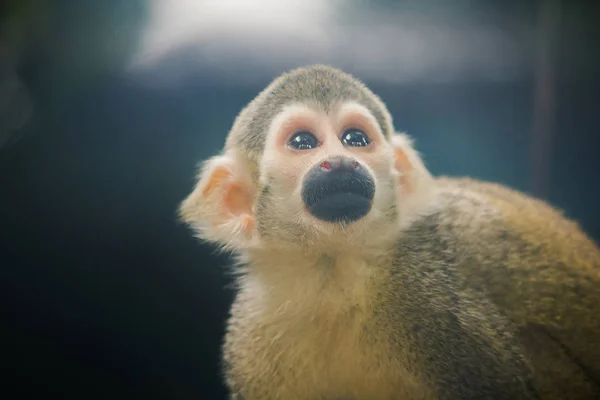 Sincap Maymun Küçük Bir Maymun Güney Amerika Bulunan Bazı Meyve — Stok fotoğraf