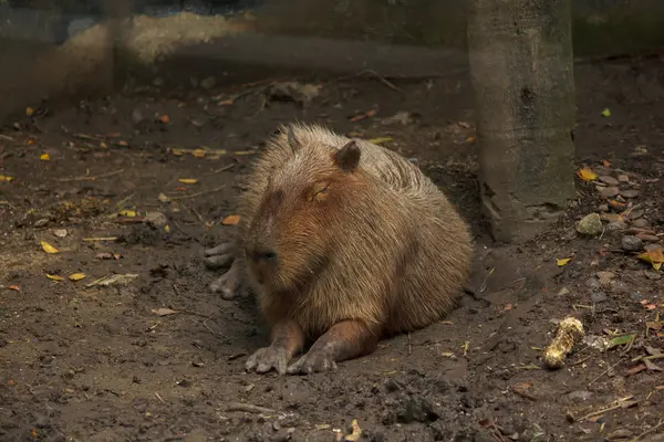 Capibara Знаходиться Зоопарку Найбільшим Щур Світі Родом Південної Америки — стокове фото