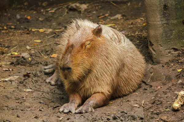 Capibara Знаходиться Зоопарку Найбільшим Щур Світі Родом Південної Америки — стокове фото