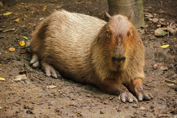 Capibara Zoo Největší Krysa Světě Domorodé Jižní Ameriky — Stock fotografie