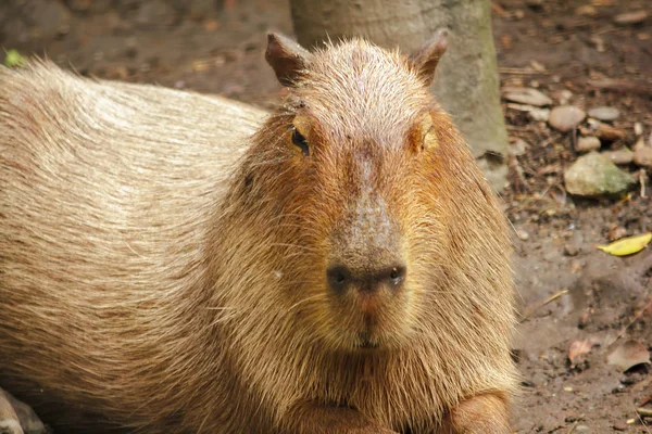 Capibara Zoo Největší Krysa Světě Domorodé Jižní Ameriky — Stock fotografie