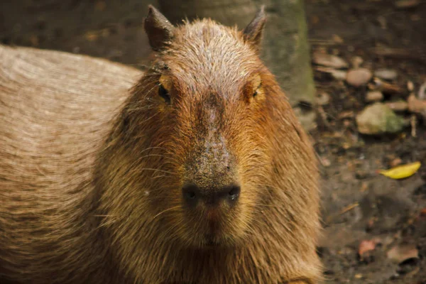 Capibara Djurparken Den Största Råtta Världen Infödda Till Sydamerika — Stockfoto