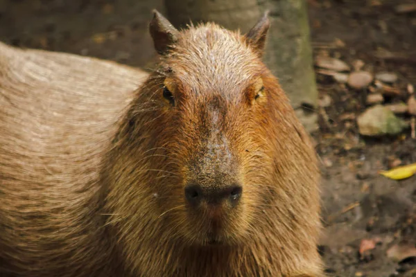 Capibara Знаходиться Зоопарку Найбільшим Щур Світі Родом Південної Америки — стокове фото