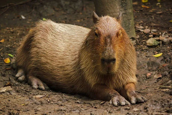 Capibara Знаходиться Зоопарку Найбільшим Щур Світі Родом Південної Америки — стокове фото