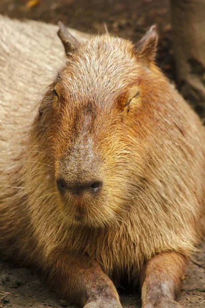 カピバラは動物園で 南米原産の世界最大のネズミです — ストック写真