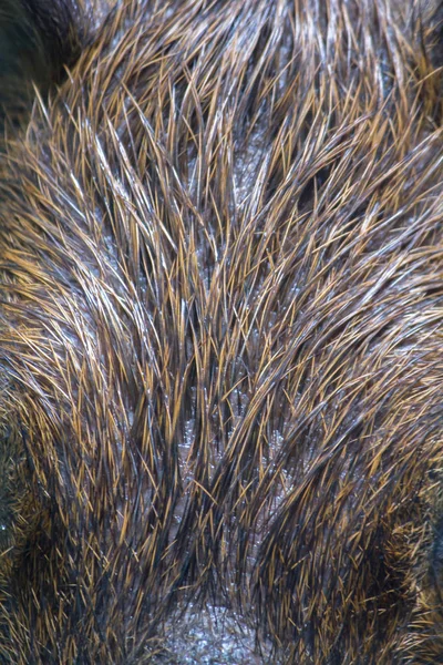 Wasserschweinhaut Hat Dunkelbraune Oder Schwarze Haare — Stockfoto