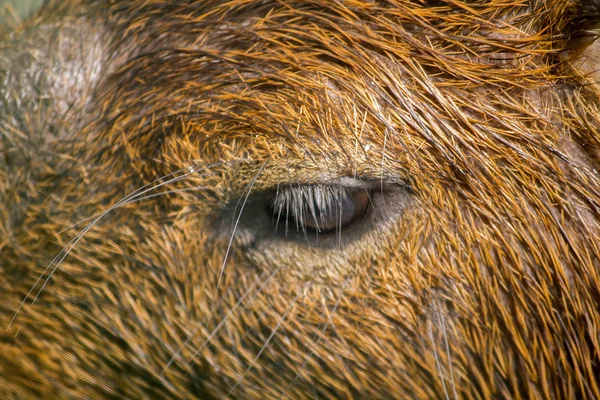 Ögonen Capibara Täcka Med Brunt Hår Som Den Största Råtta — Stockfoto