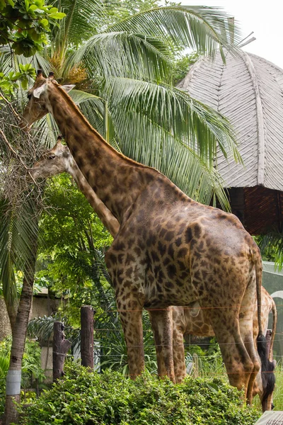 Giraffes in the zoo eat the leaves Is an animal that is tall, long legs, long neck with 1 pair of horns