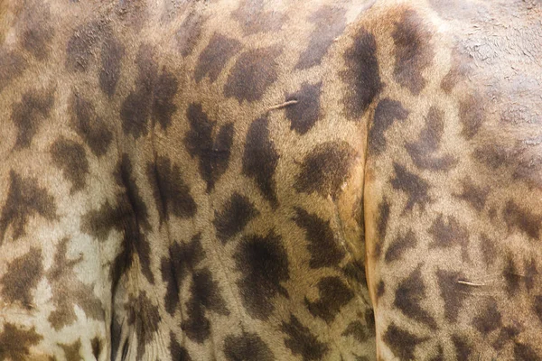Giraffas Hud Har Ett Distinkt Gult Och Mörkt Brunt Mönster — Stockfoto