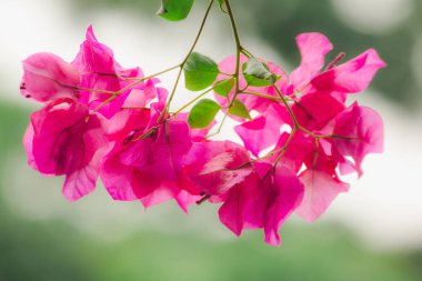 Begonvil popüler bir süs çiçeği olarak sınıflandırılmış ev veya yerlere göre bu renk çok güzel çiçekler verir bir ahşap çünkü