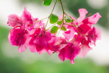 Begonvil popüler bir süs çiçeği olarak sınıflandırılmış ev veya yerlere göre bu renk çok güzel çiçekler verir bir ahşap çünkü