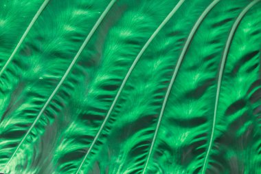 Güzel doğada yeşil yaprakları arkasındaki desen