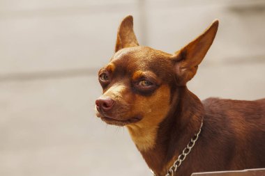 Eyes Brown köpek ilginç bir şey Looking.