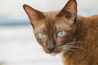 Yerde kahverengi kedi gözleri bakıyor.