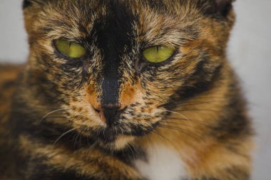 Yerde kahverengi kedi gözleri bakıyor.