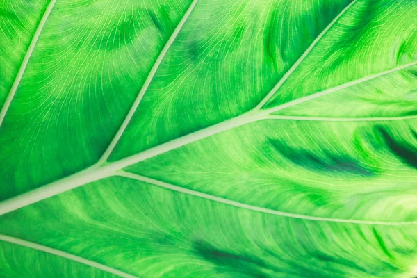 Pattern Green Leaves Beautiful Nature — Stock Photo, Image