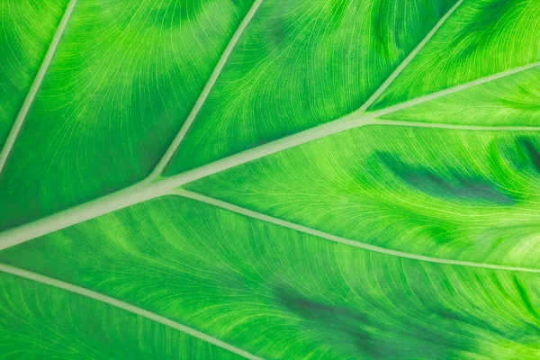 Modello Dietro Foglie Verdi Nella Bella Natura — Foto Stock