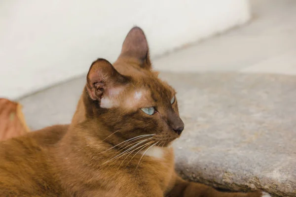 Los Ojos Del Gato Marrón Suelo Están Mirando — Foto de Stock