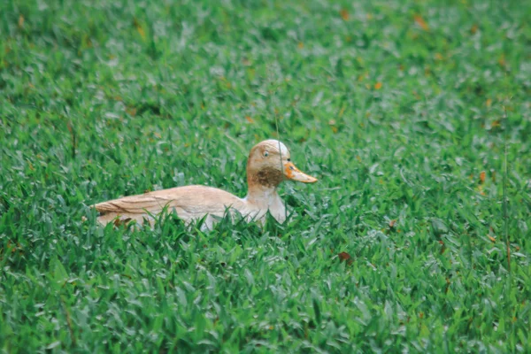 Statue of yellow ducks on the lawn.