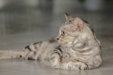 Küçük kedi yavruları, gri, yerde görünümlü yatıyordu