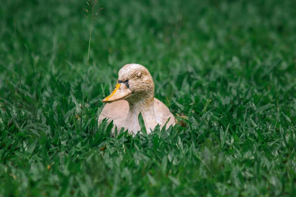 Statue of yellow ducks on the lawn.