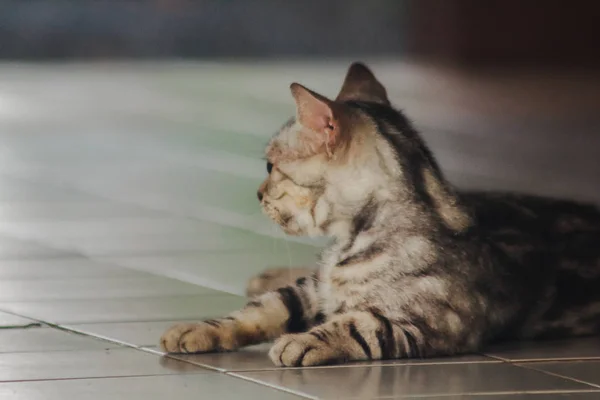 Pequeños Gatitos Grises Tumbados Suelo Mirando —  Fotos de Stock