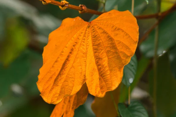 Bauhinia Aureifolia Goldene Blätter Ist Ein Großer Rebstock — Stockfoto