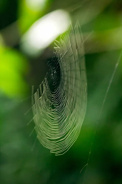 Las Telas Araña Naturaleza Reflejan Luz Solar — Foto de Stock