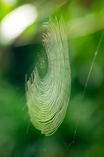 Las Telas Araña Naturaleza Reflejan Luz Solar — Foto de Stock