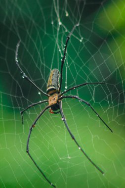 Altın Orb-weaver Spider Ağaçlar arasındaki dikey çizgi boyunca büyük lifler örgü. Dişi 40-50 mm boyutunda.