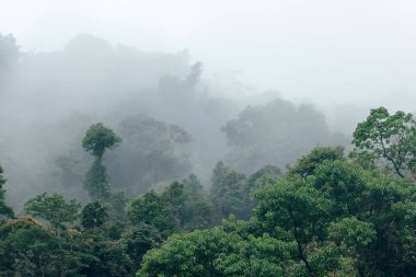 Yağmur mevsiminde doğada orman