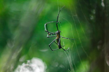 Altın Orb-weaver Spider Ağaçlar arasındaki dikey çizgi boyunca büyük lifler örgü. Dişi 40-50 mm boyutunda.