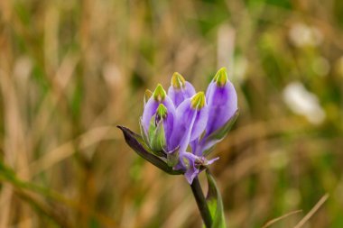 Burmannia disticha doğada bienal bitkidir. Çiçekler mordan mavi-mora kadar. Çiçeklenme 30-60 cm uzunluğunda.