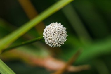 Doğada Melampodium leucanthum küçük beyaz çiçekler var zemin kapsayan bir çalı mı 