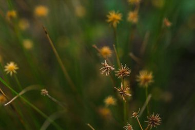 Çimenlerin polenleri kurumaya başlar. Yeni çiçekli için
