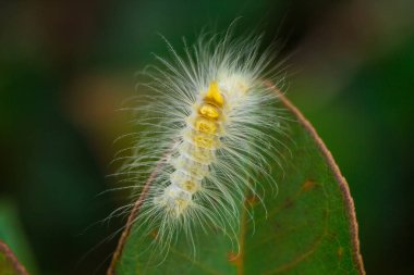Yapraklarda beyaz solucanların yakın çekim leri