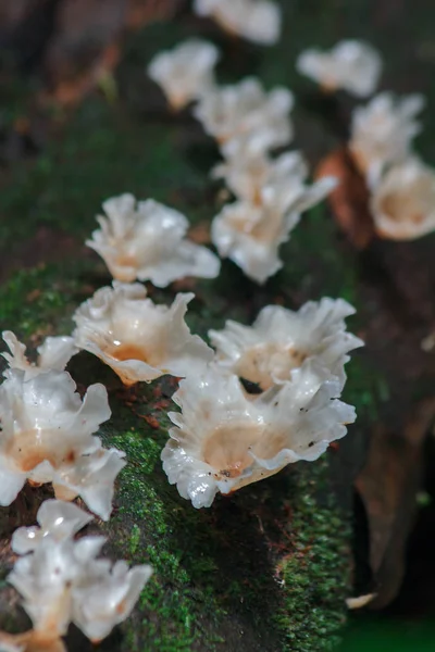 Cogumelos Selvagens Brancos Madeira Natureza Com Umidade — Fotografia de Stock