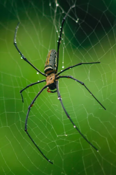 Golden Orb Weaver Spider Tejer Fibras Grandes Punto Largo Línea — Foto de Stock