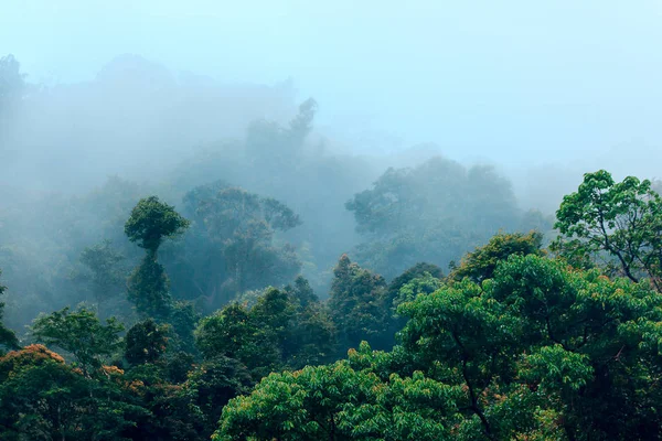 Yağmur mevsiminde doğada orman