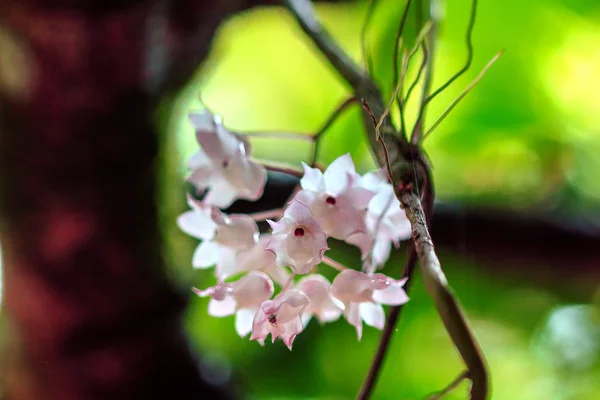 Piccoli Fiori Lipped Dendrobium Sono Colore Rosa Chiaro Fiori Bouquet — Foto Stock