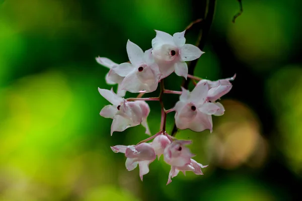 Små Lipped Dendrobium Blommorna Ljusrosa Färg Blommor Bukett Kommer Att — Stockfoto