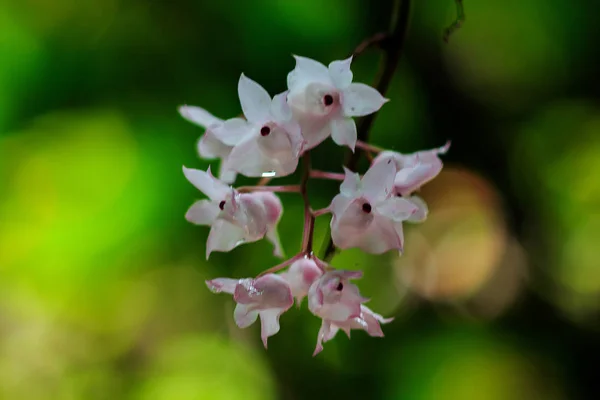 Flores Dendrobium Lábios Pequenos São Rosa Claro Cor Flores Buquê — Fotografia de Stock